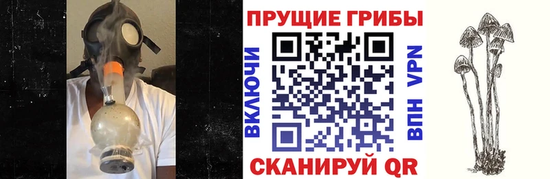 наркотики  Майкоп  Псилоцибиновые грибы прущие грибы 